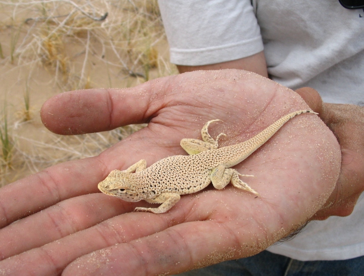 Mojave Fringe-toed Lizard